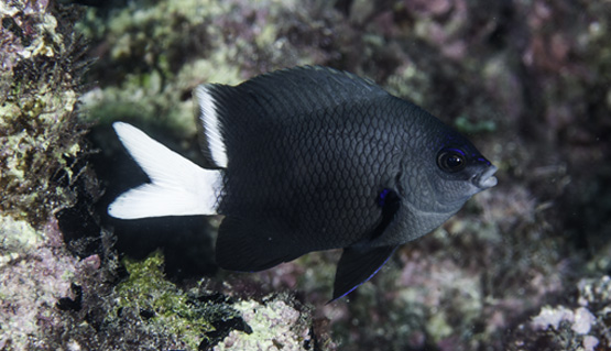 Castanheta de rabo branco (Chromis lubbocki)