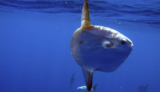 Peixe Lua