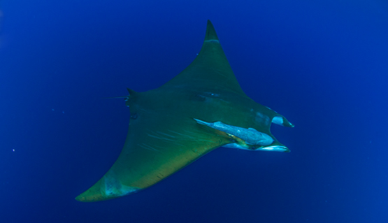 Mobula tarapacana