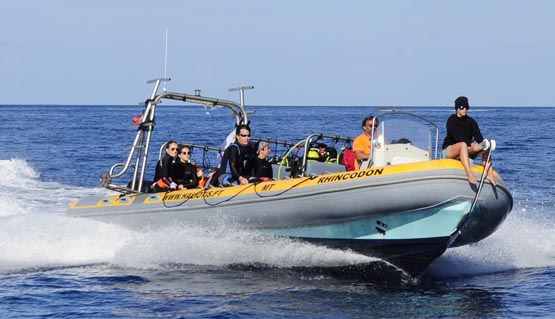 Embarcação Semi-rigida Rhincodon
